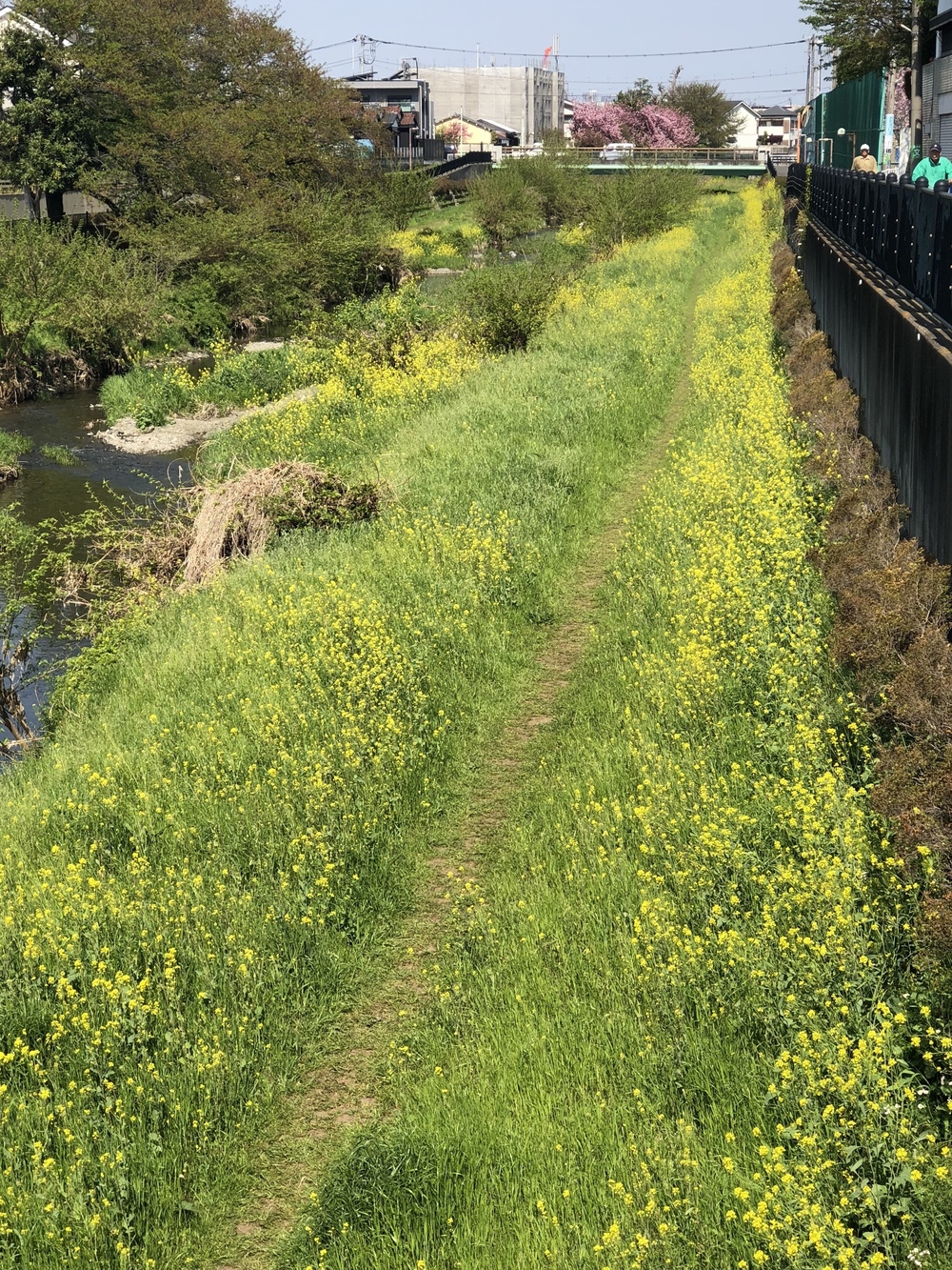 野川（四季を感じる）ロード/トレイルコースの写真16