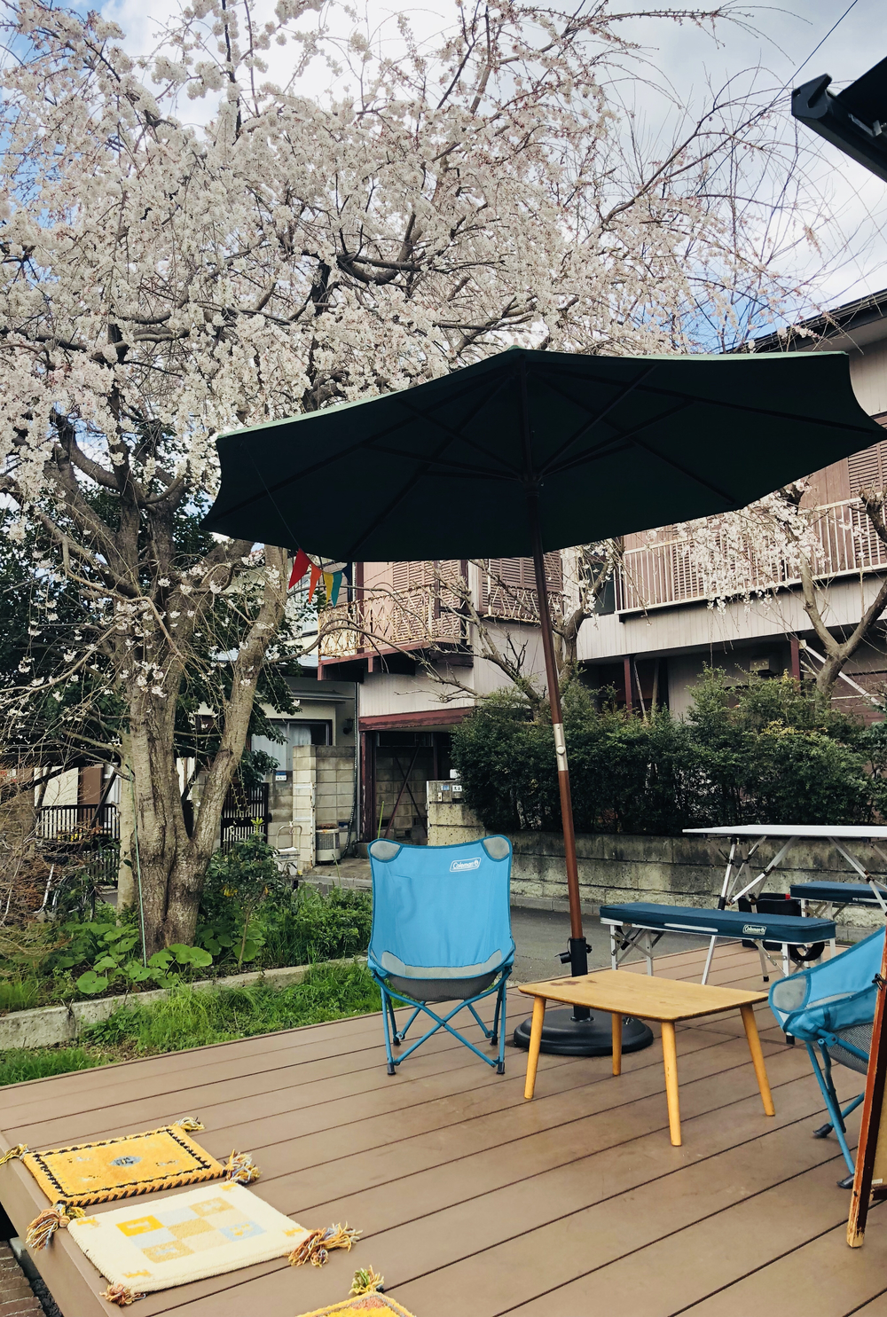 野川（四季を感じる）ロード/トレイルコースの写真18