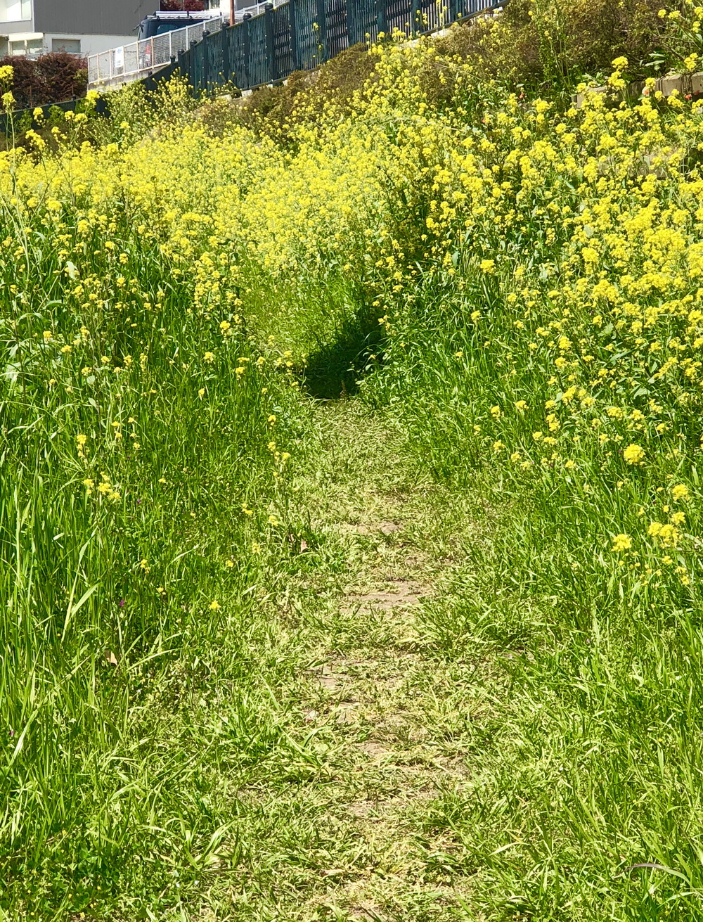 野川（四季を感じる）ロード/トレイルコースの写真19