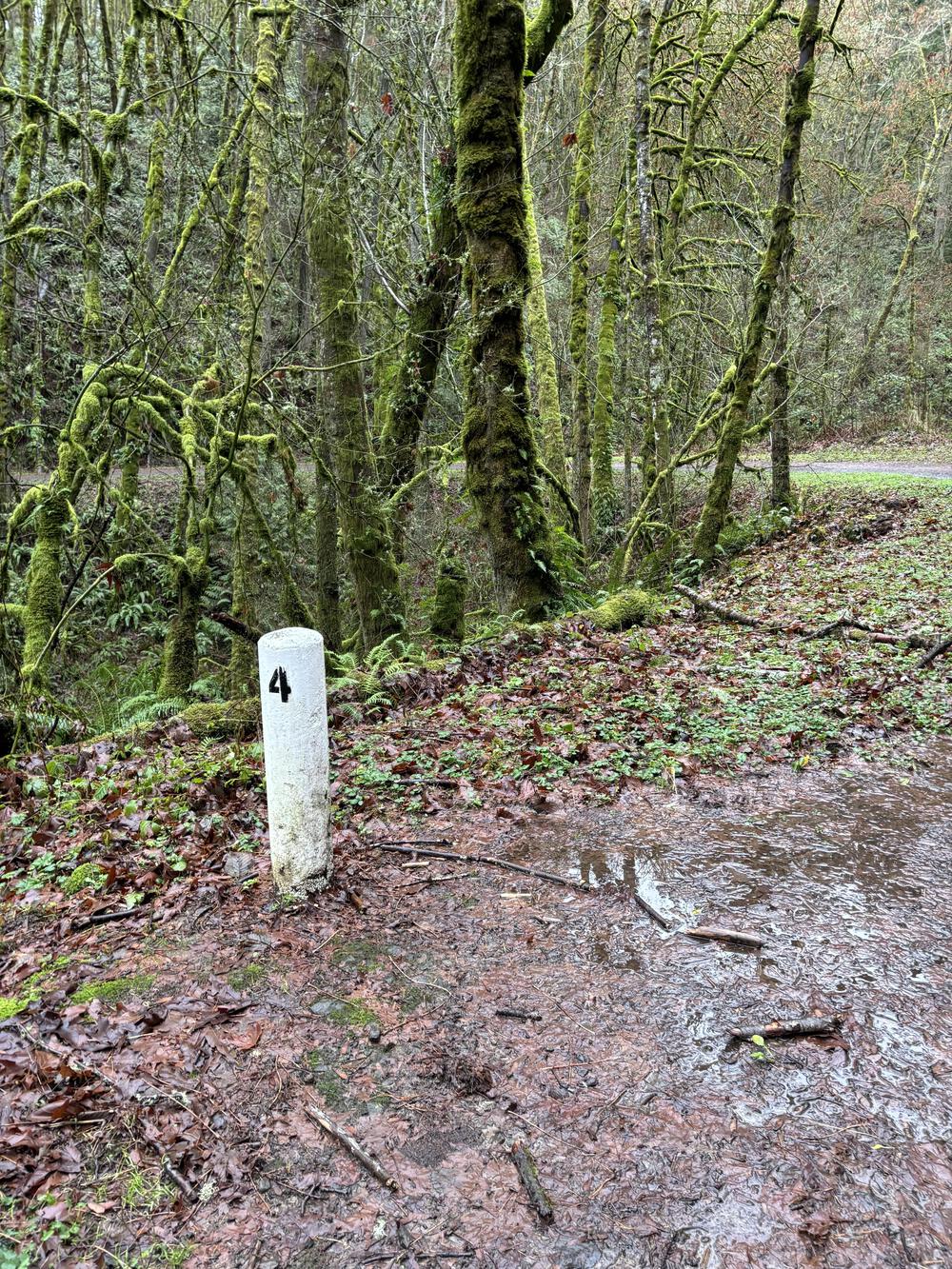 Forest park trail running in Portland for half marathonの写真3