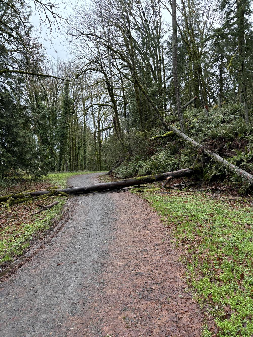 Forest park trail running in Portland for half marathonの写真4