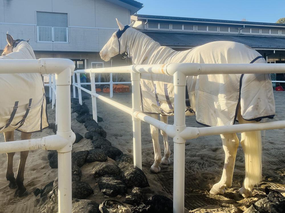 登戸→府中競馬場の写真9
