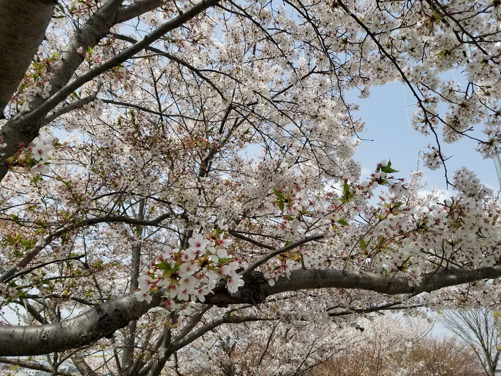寝屋川公園～打上川治水緑地　桜ラン＆ビバモールの写真3