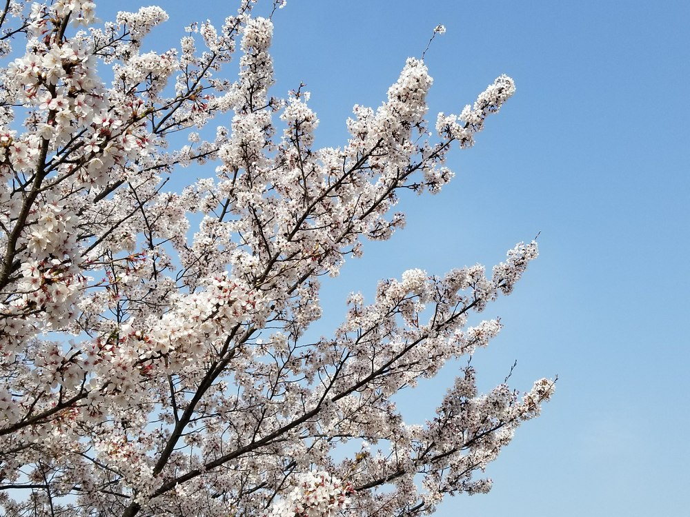 寝屋川公園～打上川治水緑地　桜ラン＆ビバモールの写真5