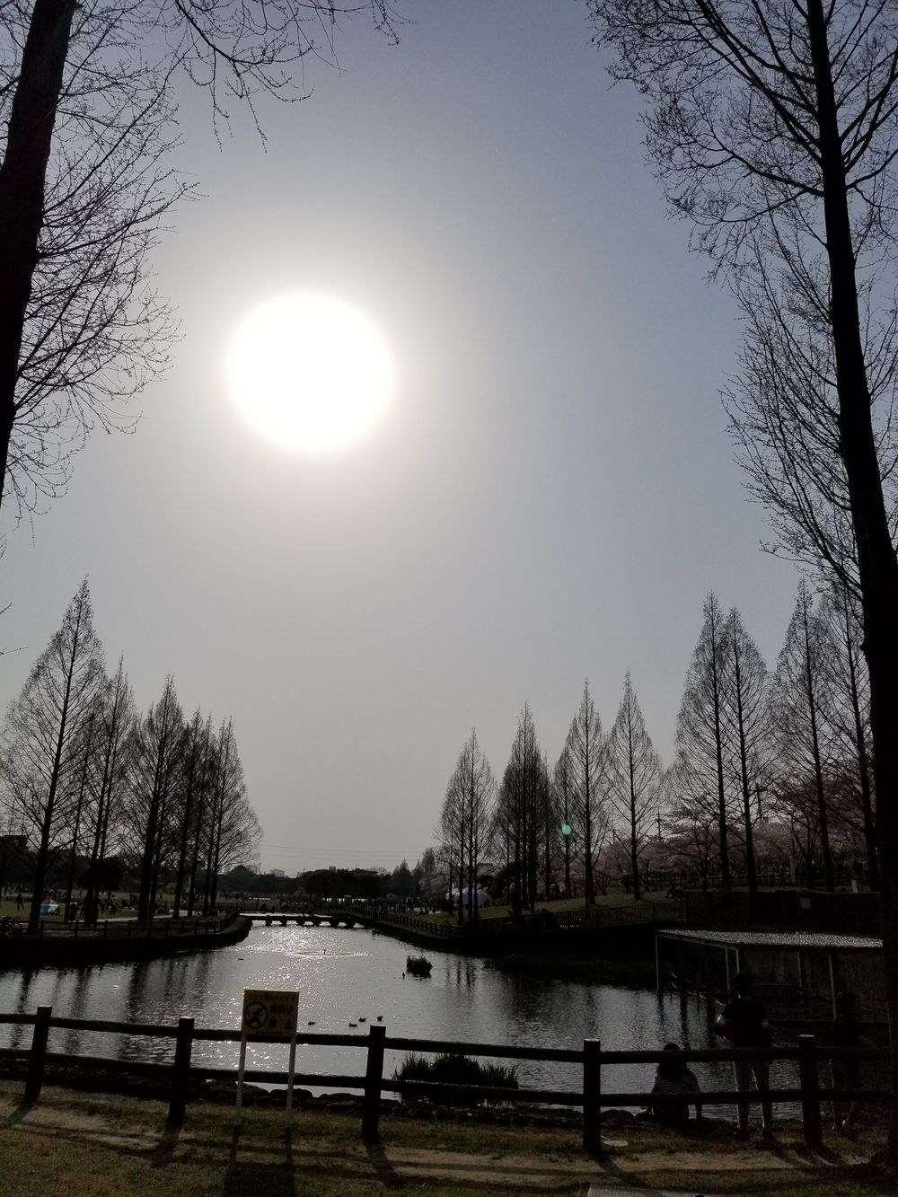 寝屋川公園～打上川治水緑地　桜ラン＆ビバモールの写真6