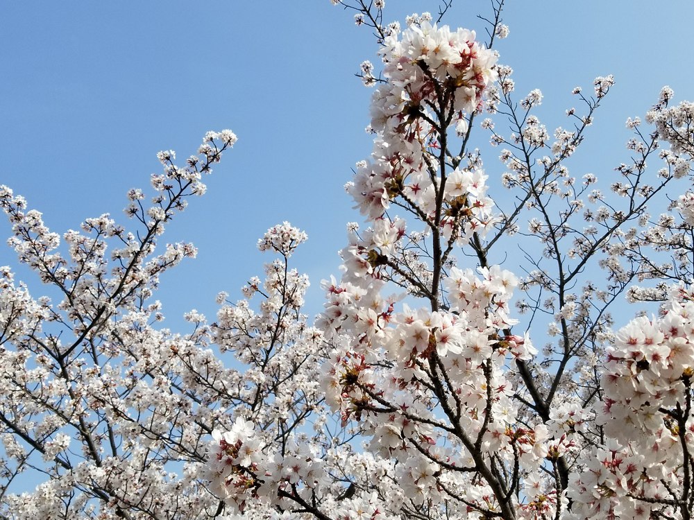 寝屋川公園～打上川治水緑地　桜ラン＆ビバモールの写真7