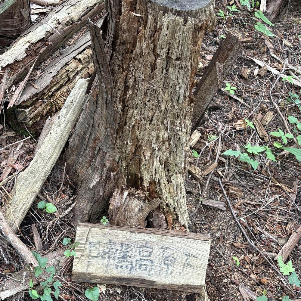 高尾ドック（トレイルラン）の写真7