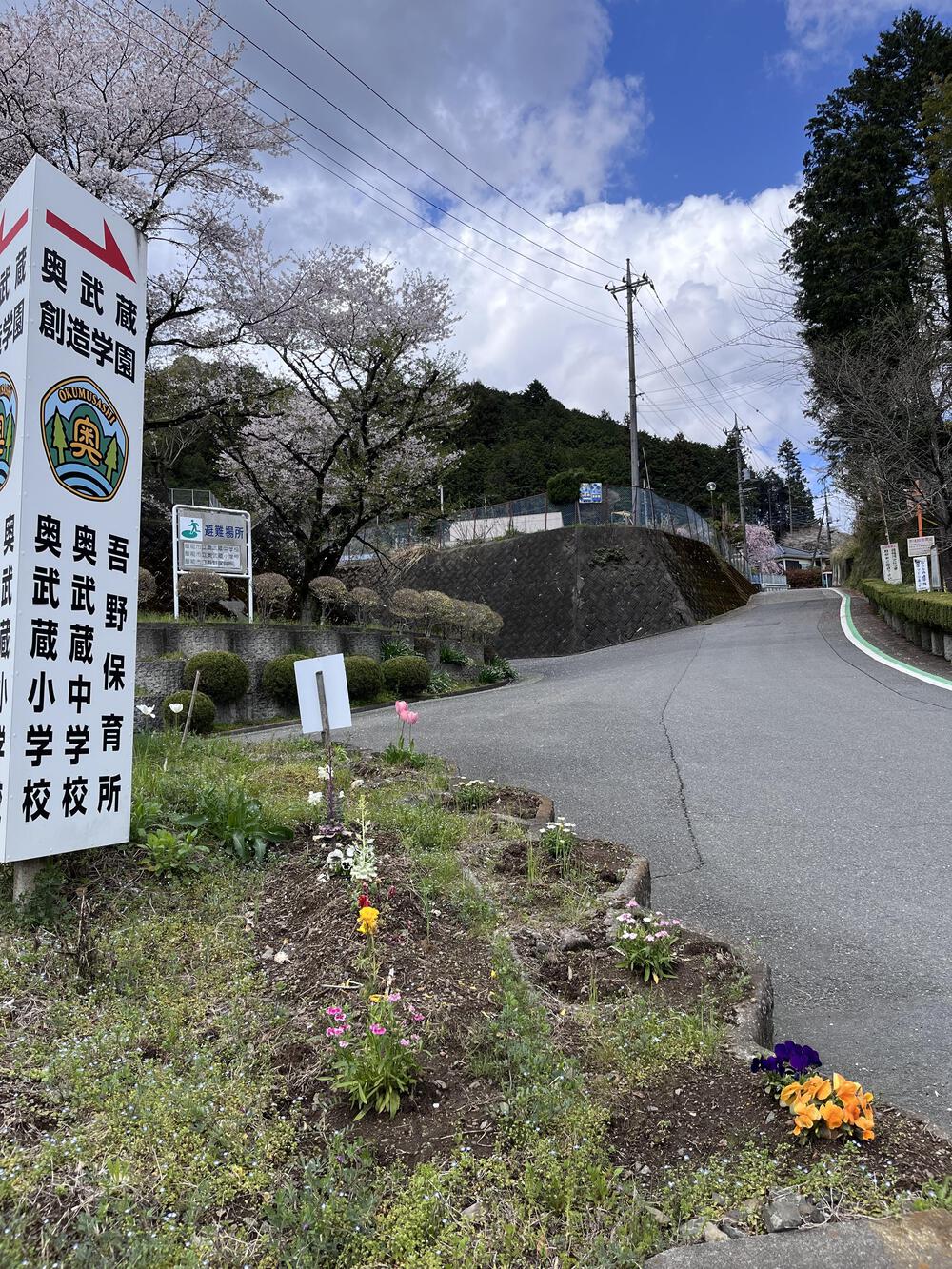吾野駅から約5㌖🌸八徳の一本桜🌸の写真3