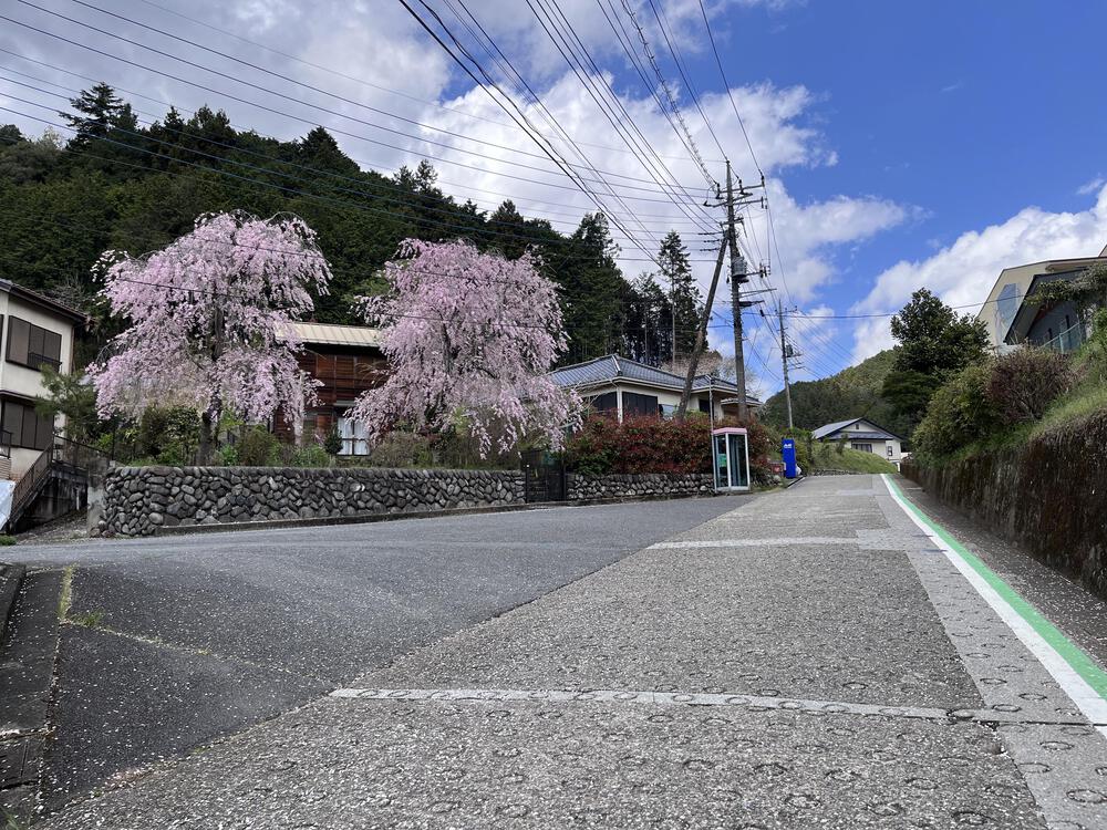 吾野駅から約5㌖🌸八徳の一本桜🌸の写真4