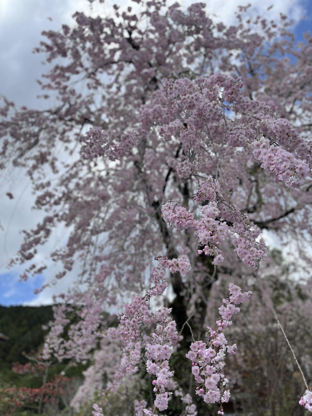 吾野駅から約5㌖🌸八徳の一本桜🌸の写真5