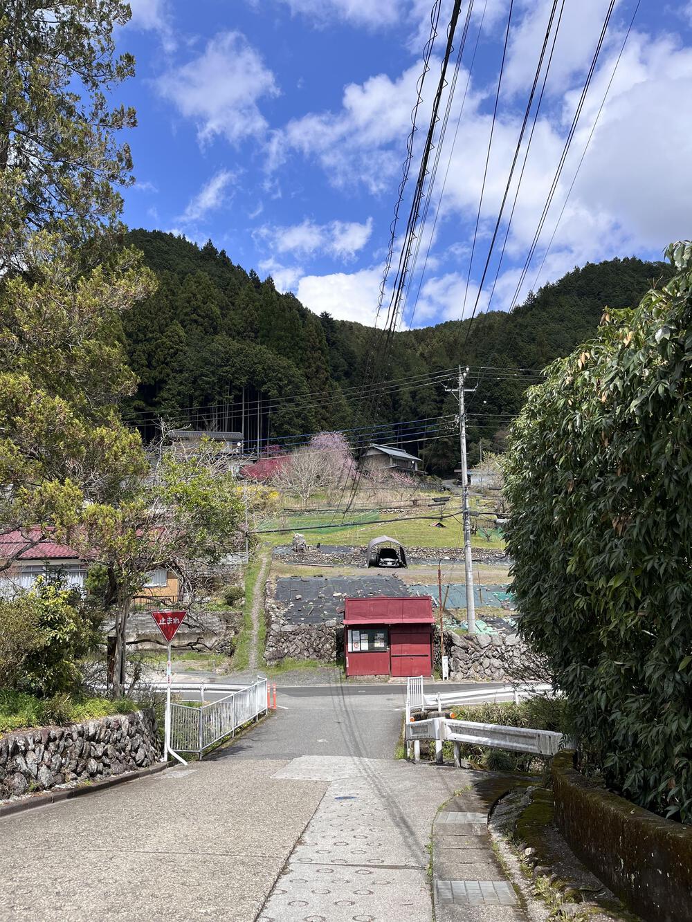 吾野駅から約5㌖🌸八徳の一本桜🌸の写真6