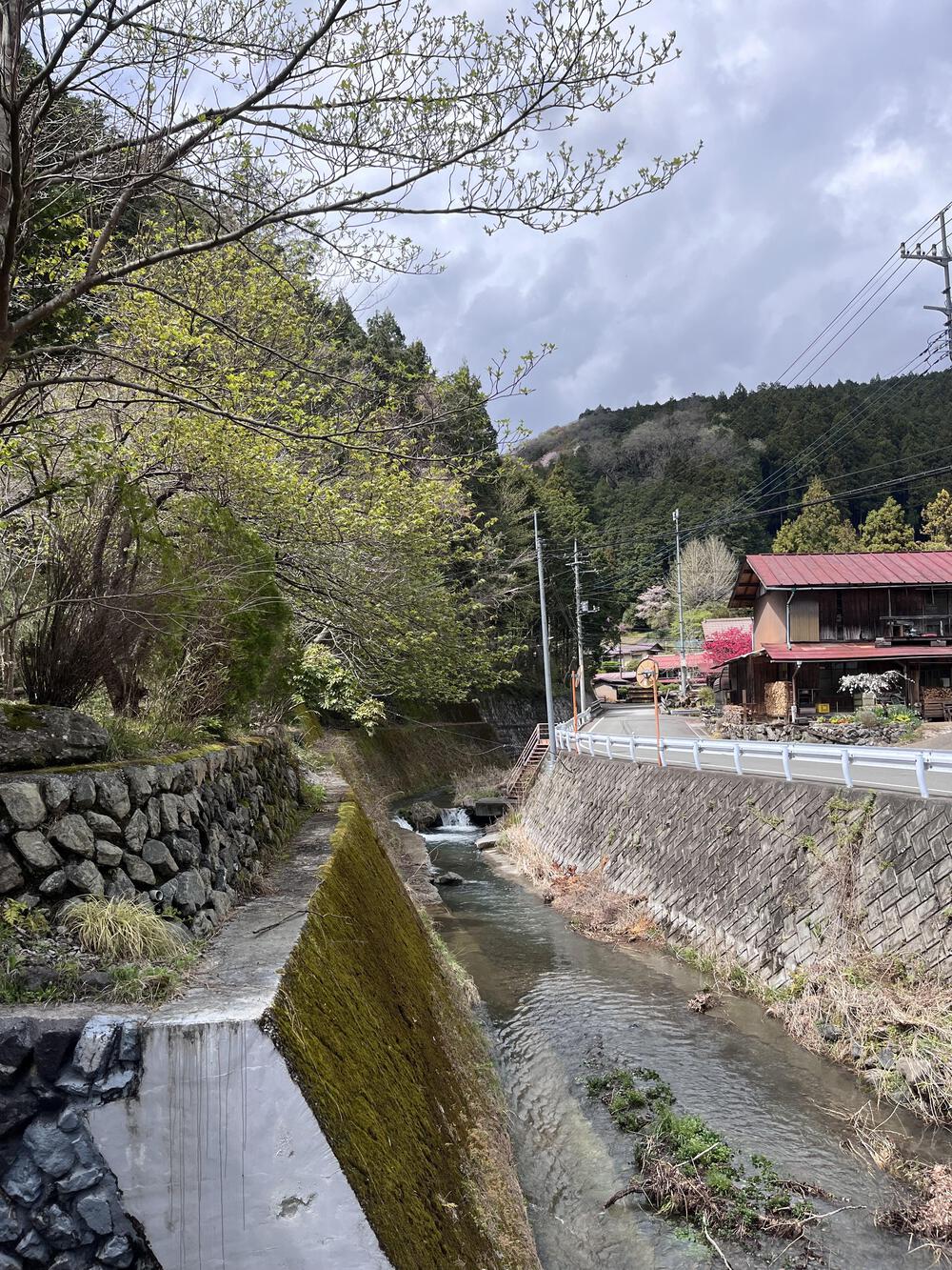 吾野駅から約5㌖🌸八徳の一本桜🌸の写真7