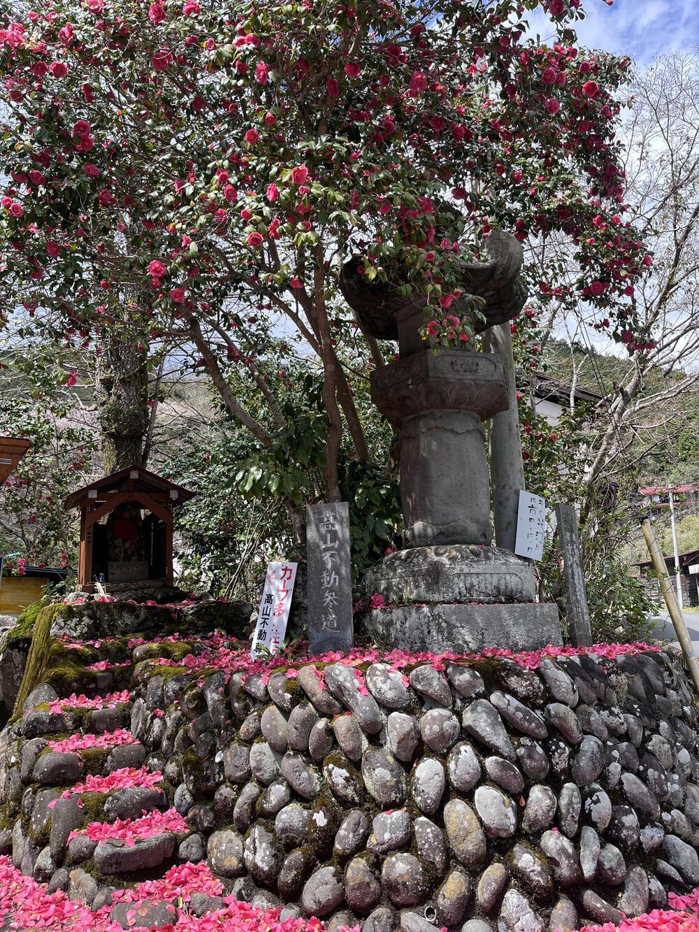 吾野駅から約5㌖🌸八徳の一本桜🌸の写真8