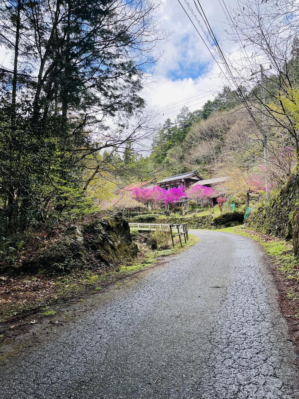 吾野駅から約5㌖🌸八徳の一本桜🌸の写真9
