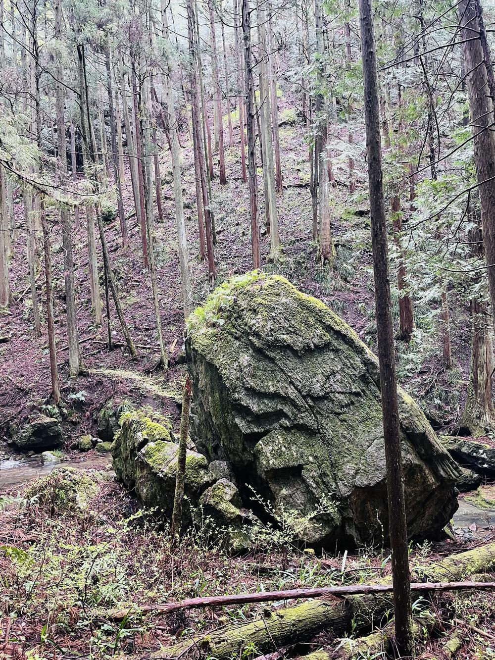 吾野駅から約5㌖🌸八徳の一本桜🌸の写真11