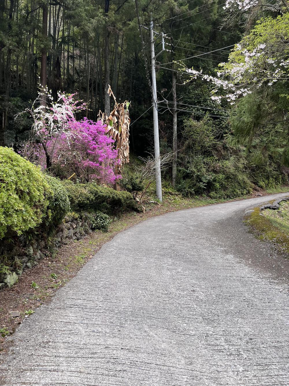 吾野駅から約5㌖🌸八徳の一本桜🌸の写真12