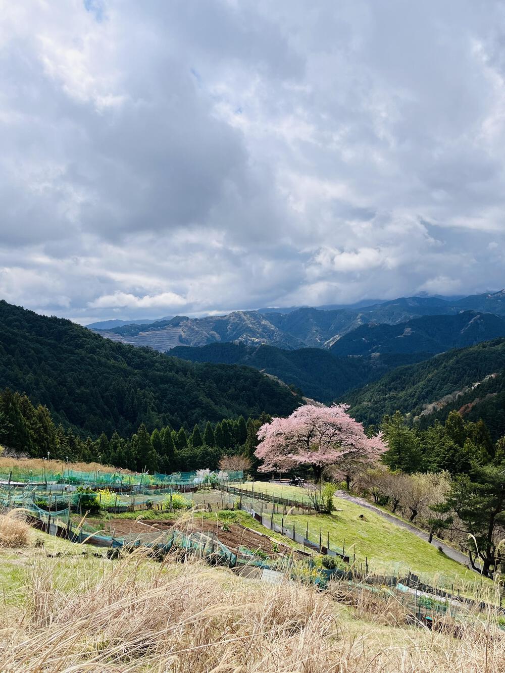 吾野駅から約5㌖🌸八徳の一本桜🌸の写真14