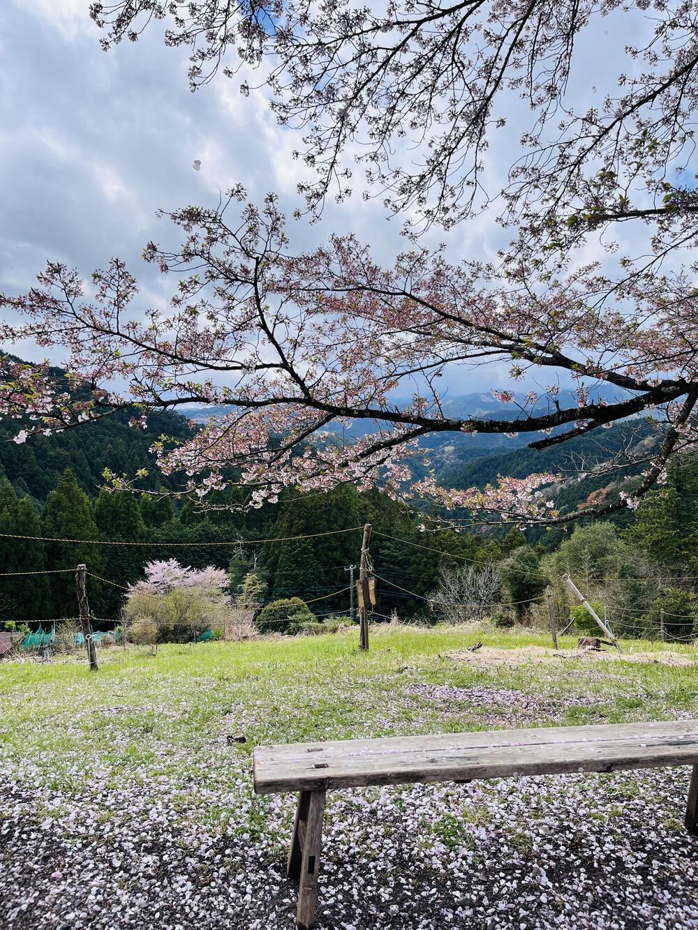 吾野駅から約5㌖🌸八徳の一本桜🌸の写真15