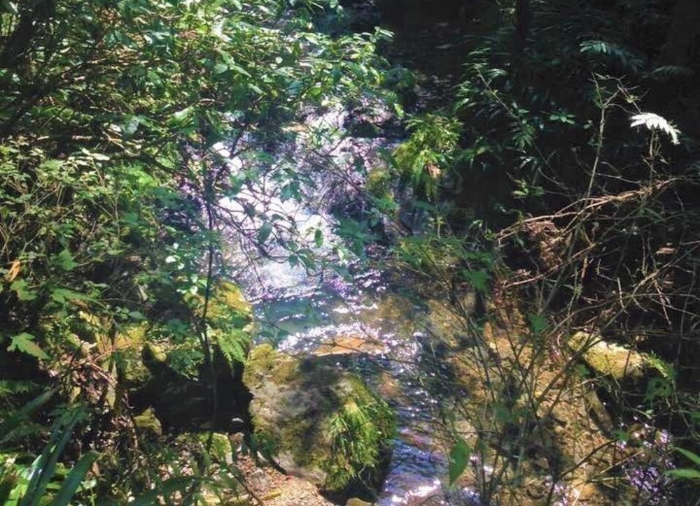 高尾山「自然」を感じるよくばりコース！最短・初級編の写真5