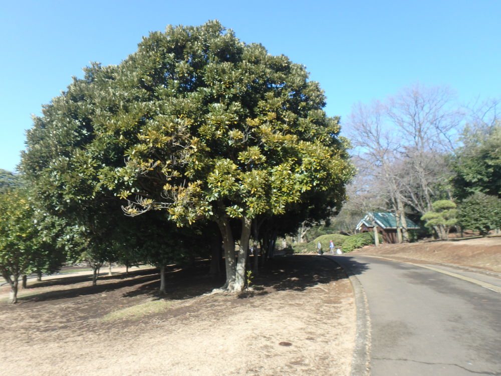 程よい起伏の周回1.3km｜根岸森林公園の写真3