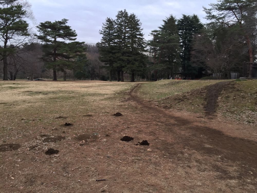 武蔵野のクロカンパーク野川公園850mコースの写真3