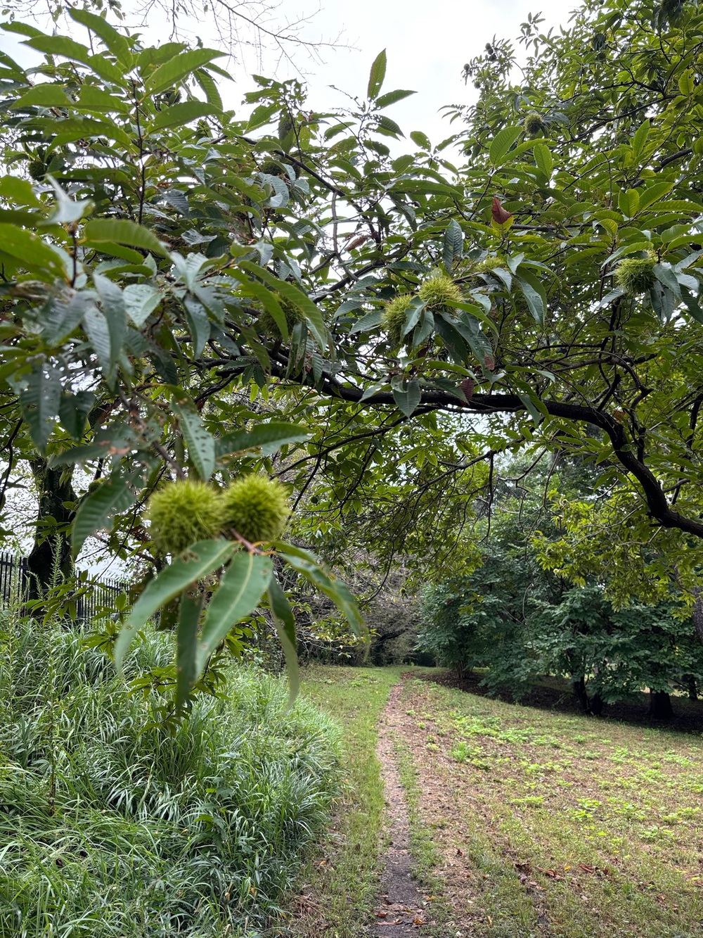 野川公園&武蔵野公園横断クロカンコース1周6kmの写真3