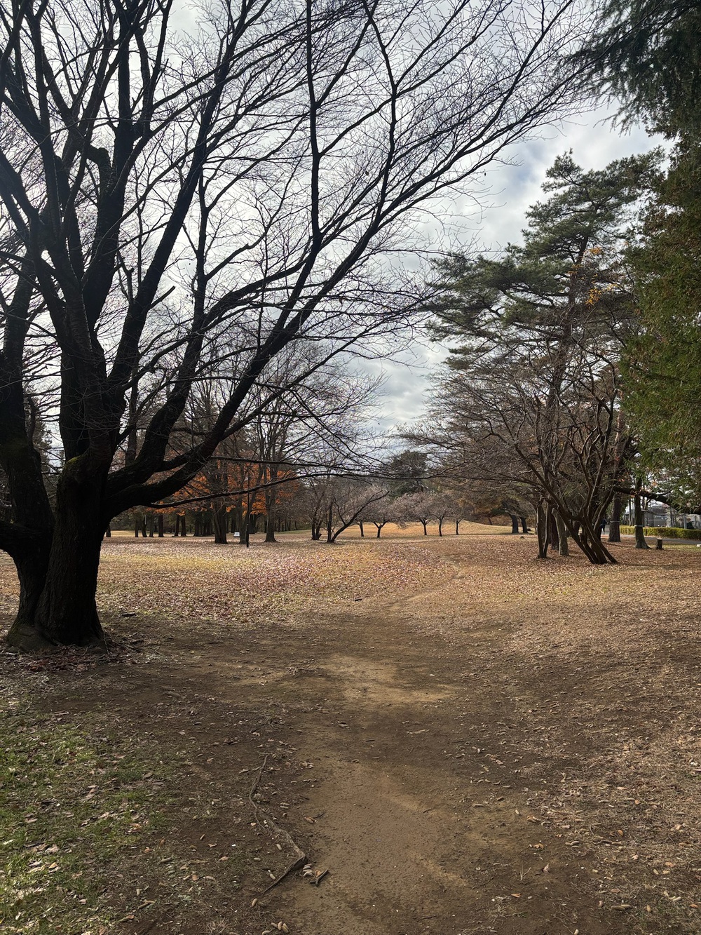 野川公園&武蔵野公園横断クロカンコース1周6kmの写真4