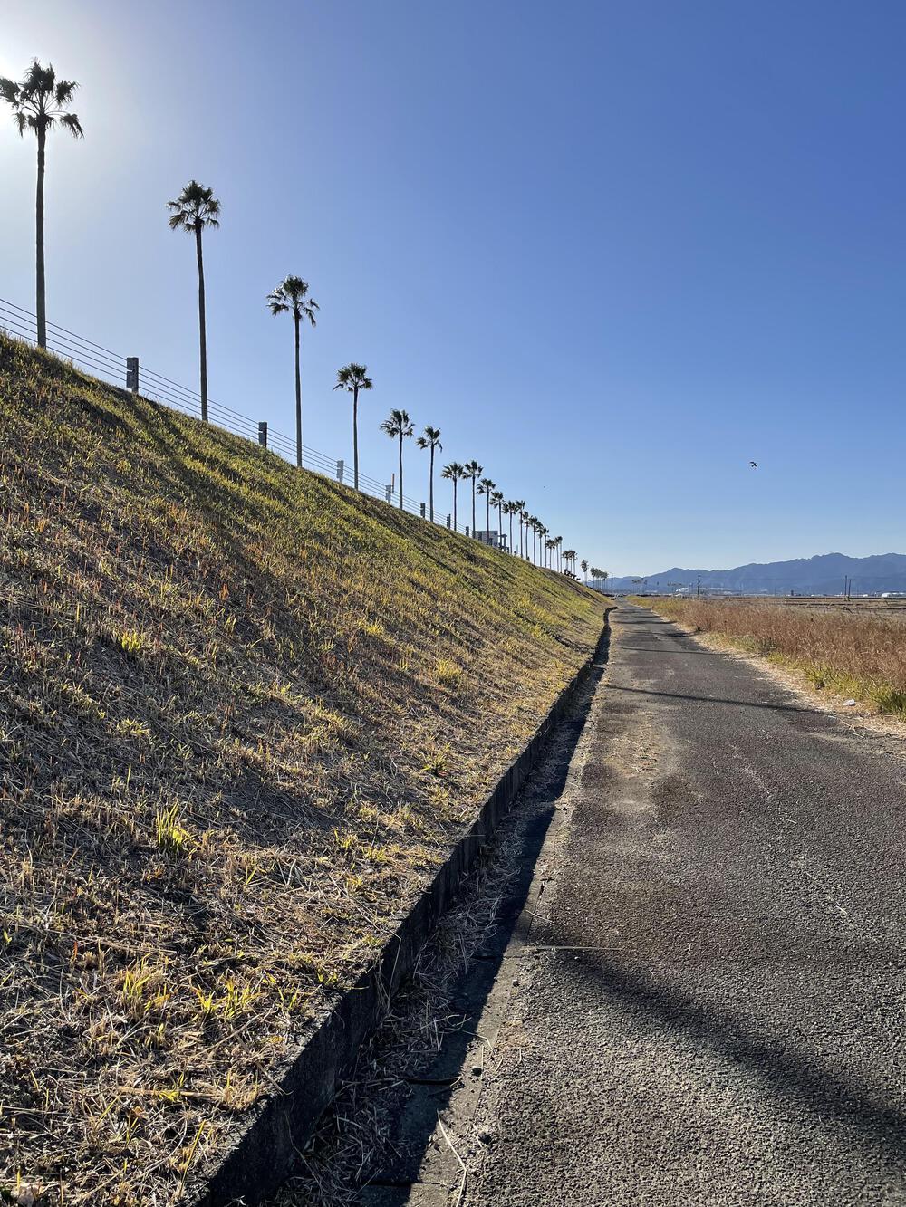 走りやすく、南国を感じられるコースの写真4