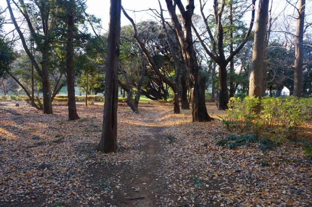 世田谷区のクロカンコースの写真3