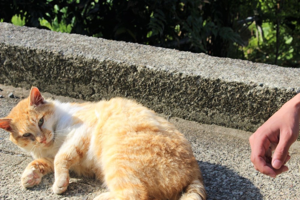 箱根駅伝往路ゴールを目指す！芦ノ湖西岸クロカン12kmの写真4