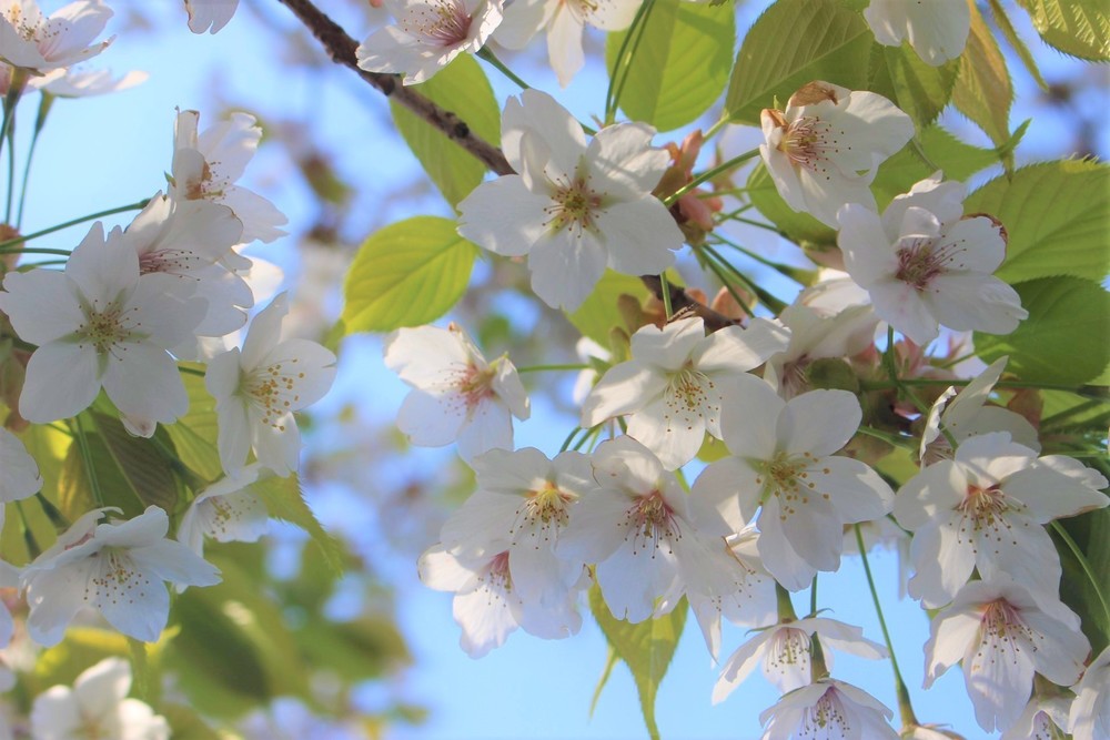 箱根駅伝往路ゴールを目指す！芦ノ湖西岸クロカン12kmの写真7