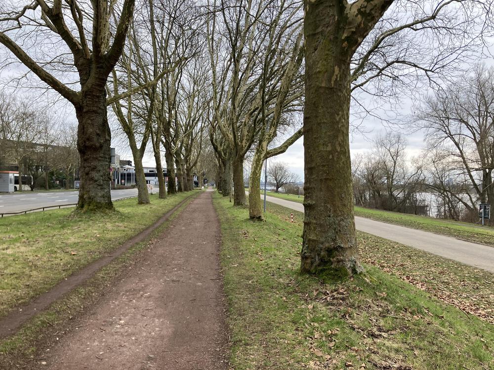 ドイツの古城とライン川を巡るの写真5