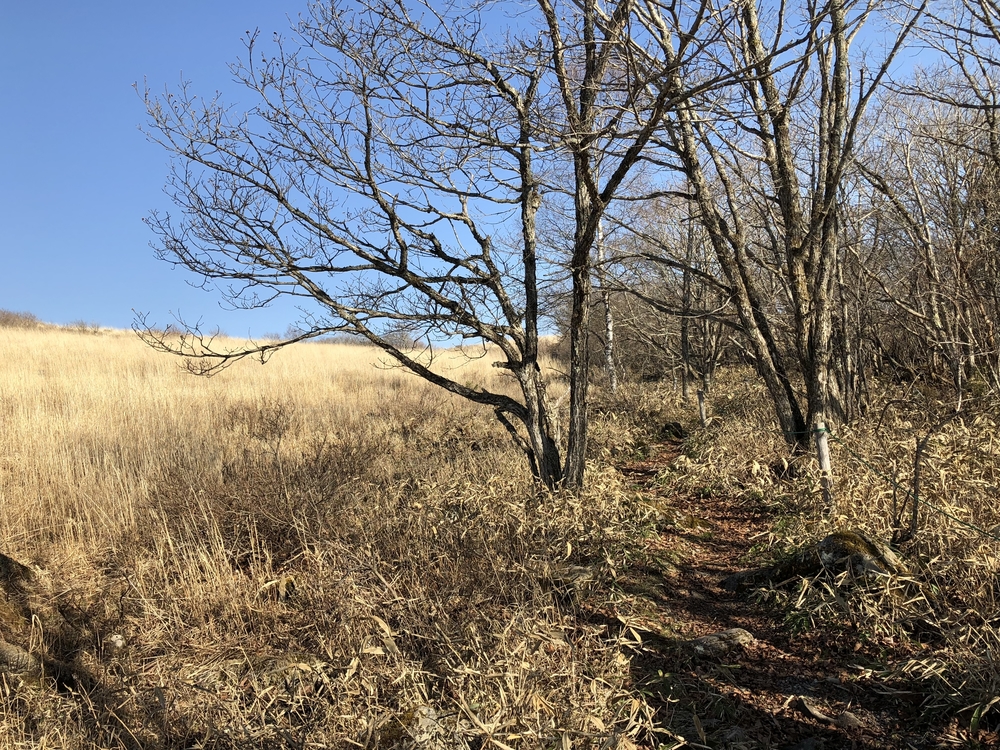 霧ヶ峰自然研究路〜車山トレイルの写真5