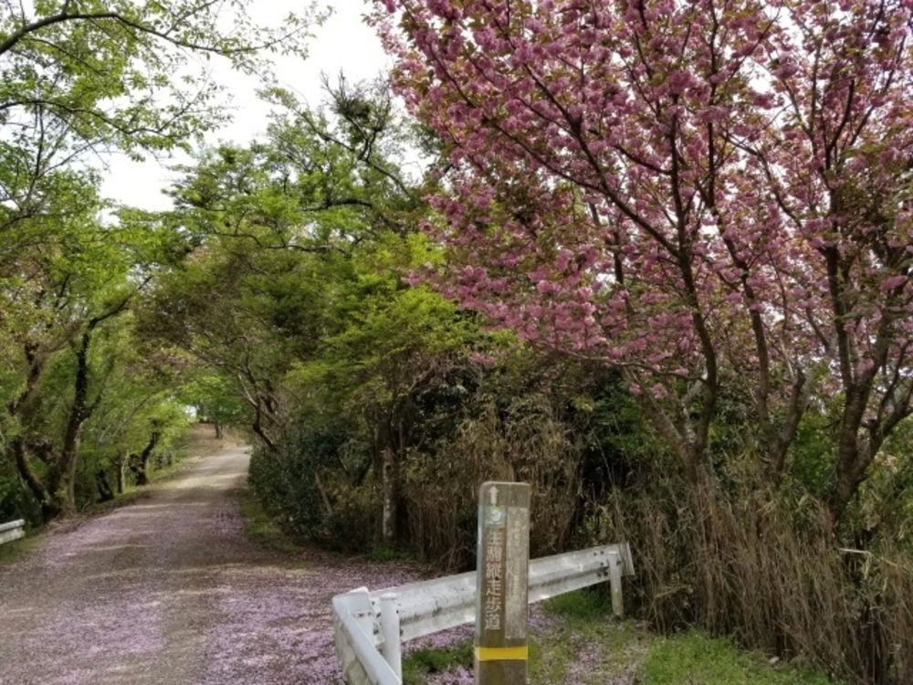生駒山縦走路（石切～高安山）トレイルの写真5