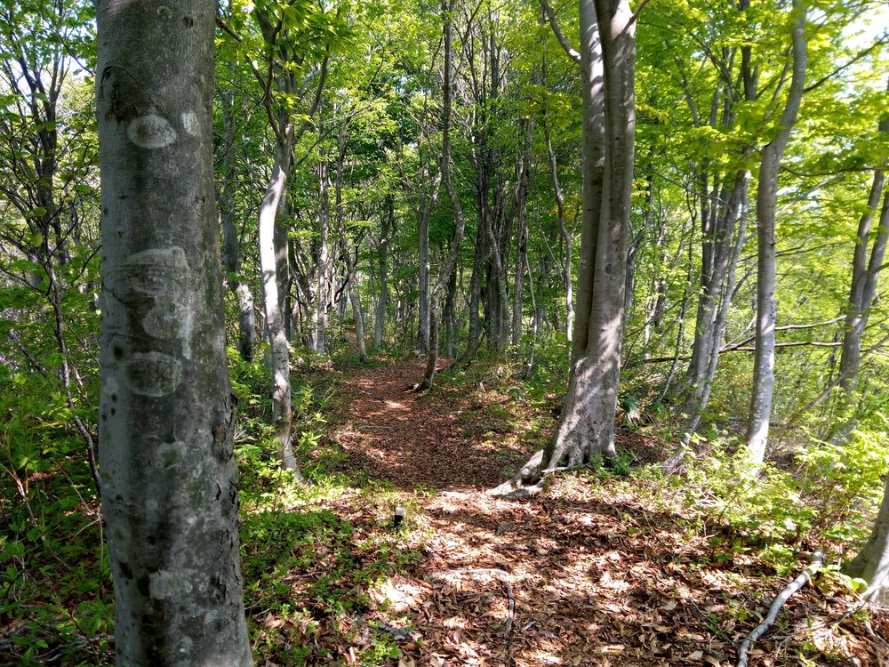日本国山トレランで日本を制覇の写真6