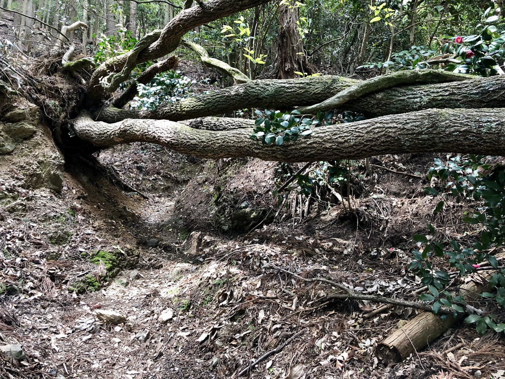京都一周トレイル 北山東部コースの写真17