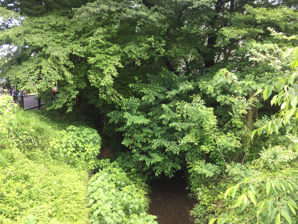 Tamagawa Aqueduct 玉川上水クロカンの写真3