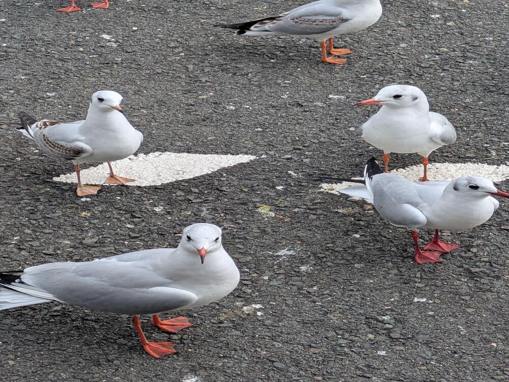 【冬限定】ユリカモメに会う浜名湖ランニング_第１弾!!の写真3