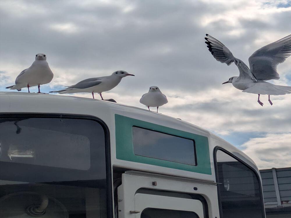 【冬限定】ユリカモメに会う浜名湖ランニング_第１弾!!の写真4
