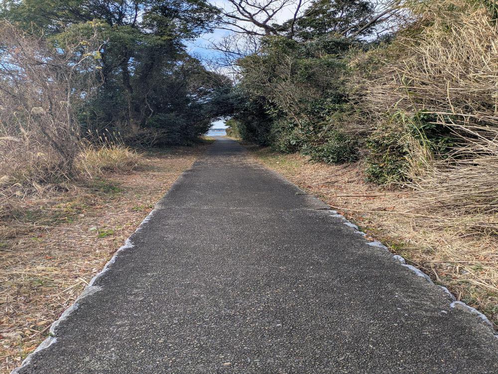 【冬限定】ユリカモメに会う浜名湖ランニング_第１弾!!の写真6