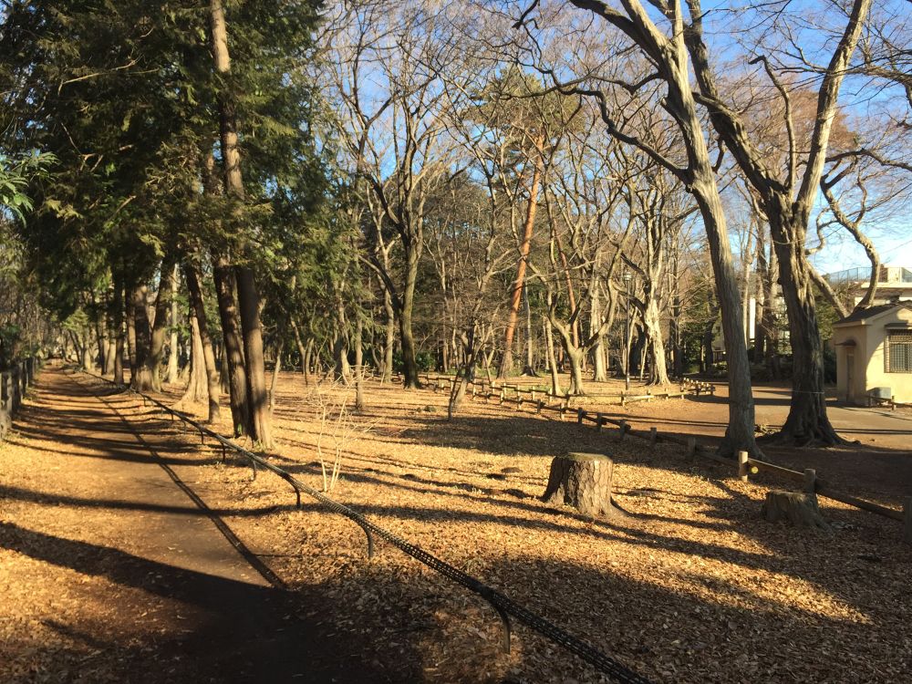 三鷹駅→風の散歩道→井の頭公園全域の写真6