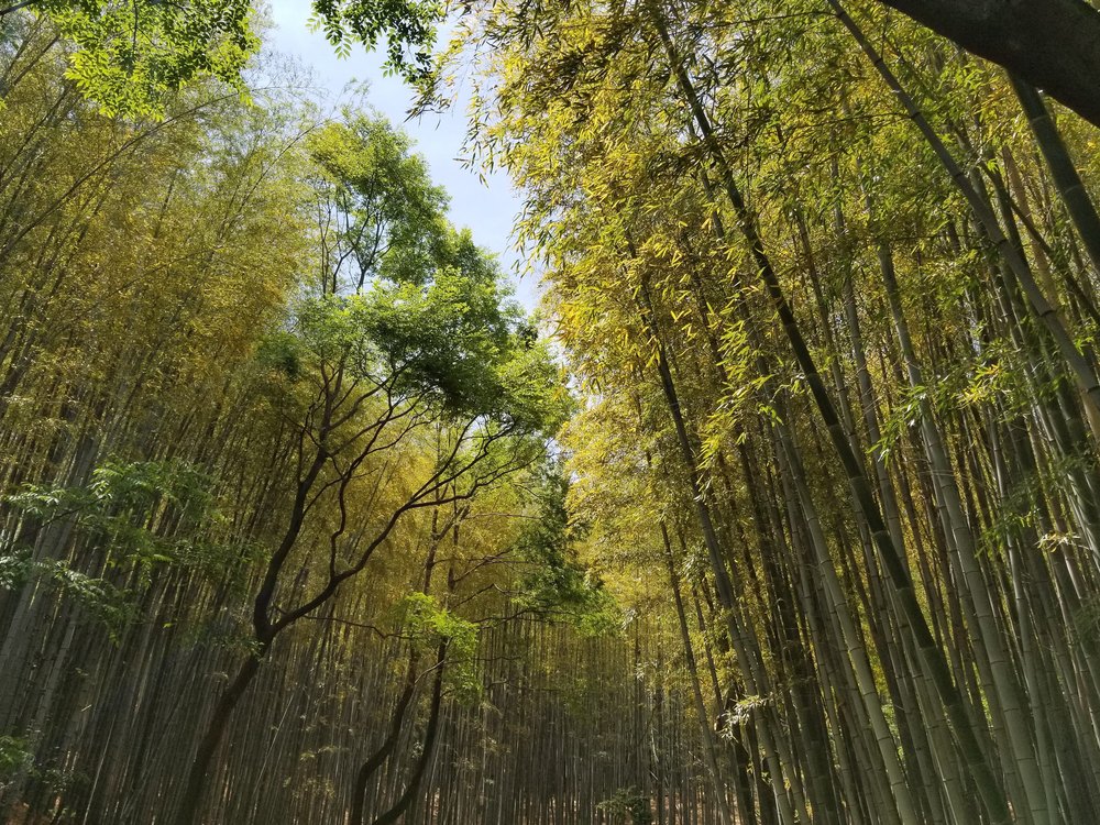 【服部緑地～千里ニュータウン】新緑竹林めぐりコースの写真4