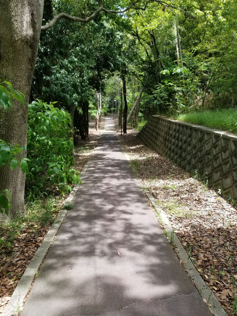 【服部緑地～千里ニュータウン】新緑竹林めぐりコースの写真5