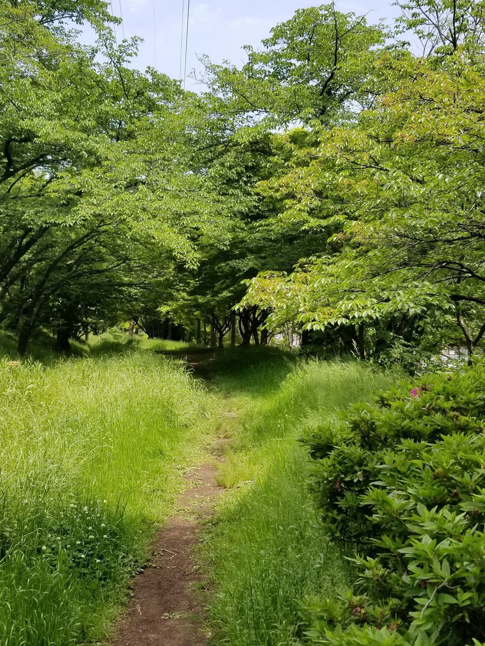 【服部緑地～千里ニュータウン】新緑竹林めぐりコースの写真6