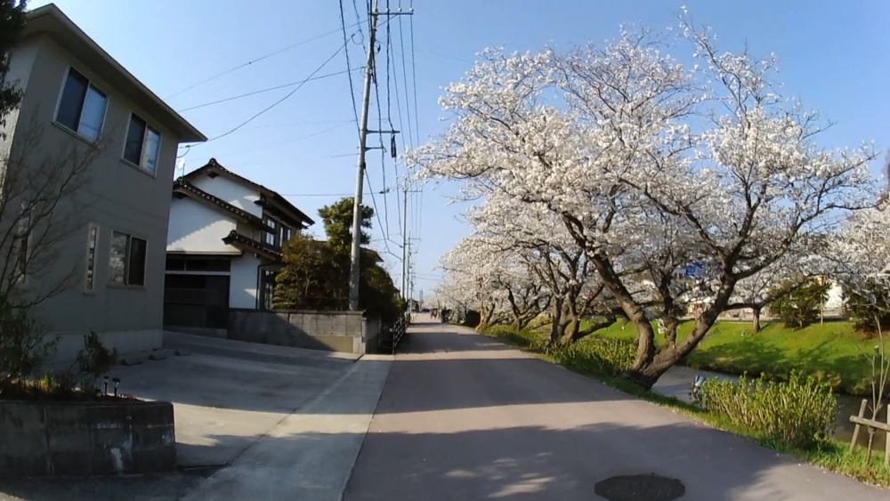 美肌しまね、神の湯「玉造温泉」桜並木をランニングの写真6