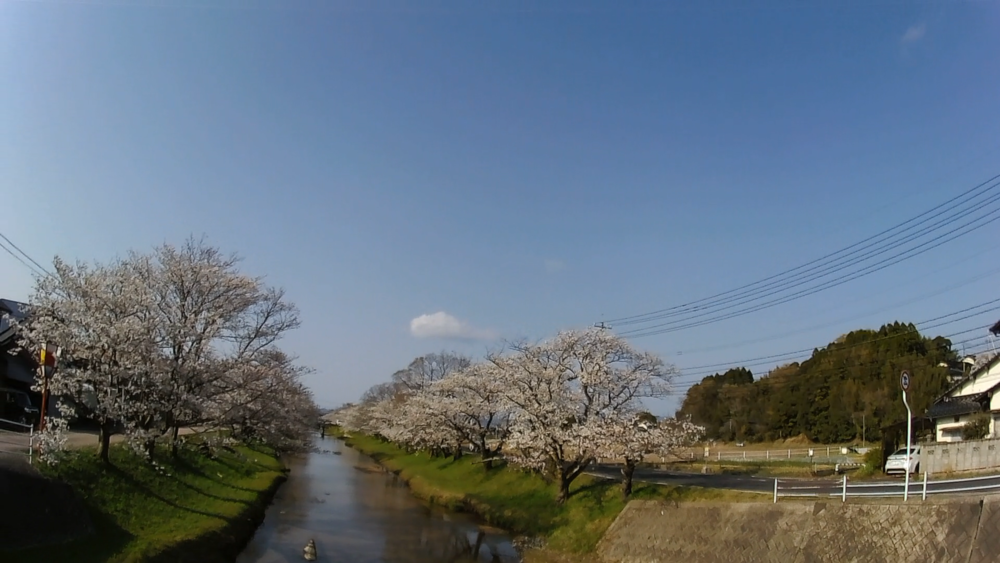 美肌しまね、神の湯「玉造温泉」桜並木をランニングの写真7