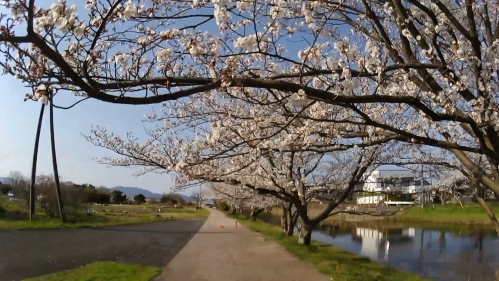 美肌しまね、神の湯「玉造温泉」桜並木をランニングの写真9