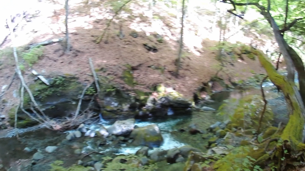 清里高原「清泉寮」周辺の自然歩道をランニング６キロの写真4