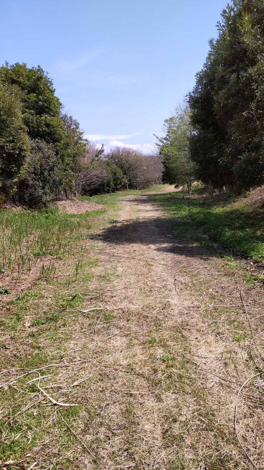 2025年春オープン　東京2020クロスカントリーコースを走る　海の森公園ランニングの写真17