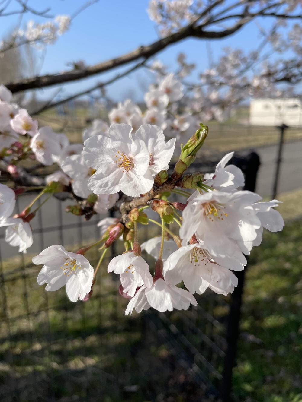 桜満開とともに歩む－新潟・太夫浜運動公園で走る14kmの写真8